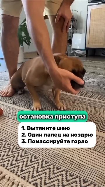 Как помочь собаке при приступе «обратного чиха"