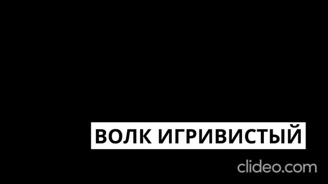 Зоопарк в Москве.mp4