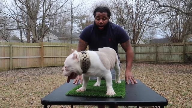 How To Stack Your Exotic Micro Bully