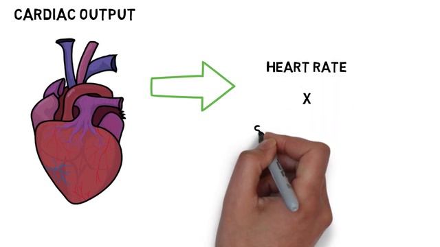 Exercise and The Cardiovascular System - GCSE Physical Education (PE) Revision