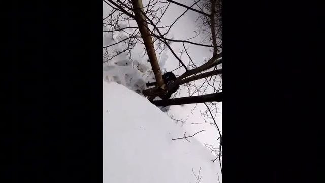 Пилим деревья в Ленинграде 24.02.24