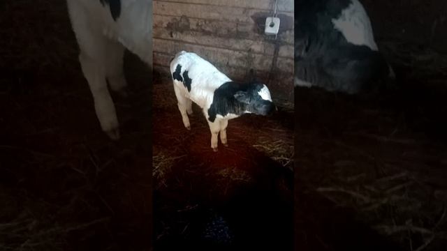 Неожиданное пополнение. Купили  теленка