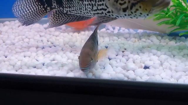 Flower horn and tank mates 2