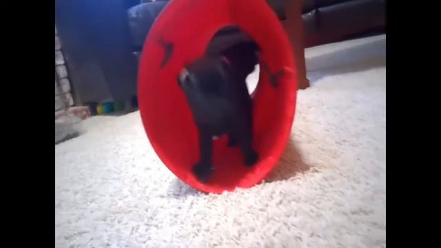 Loli's Pug Puppies:  Week 7 - Tunnel of Love