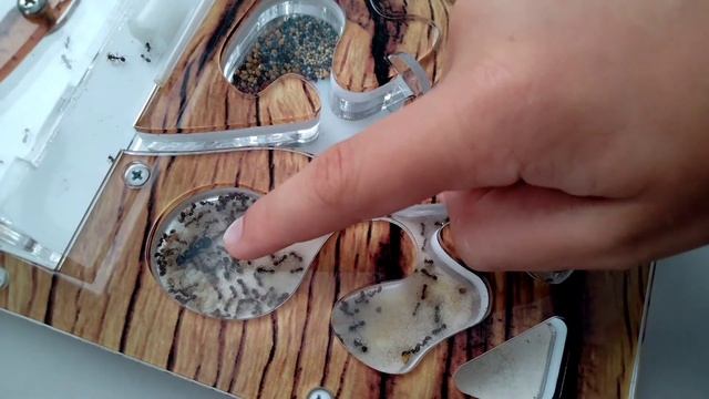 Как выросла моя колония муравьёв 🐜 за 5 🖐️ месяцев!😱