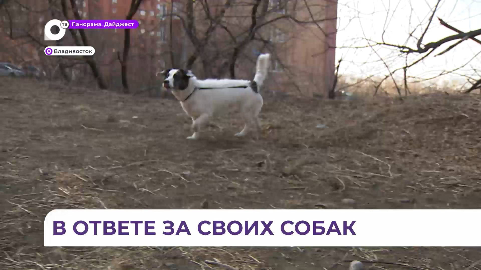 В Приморье чипировать собак необходимо до 1 апреля
