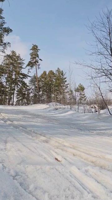 Лыжная прогулка