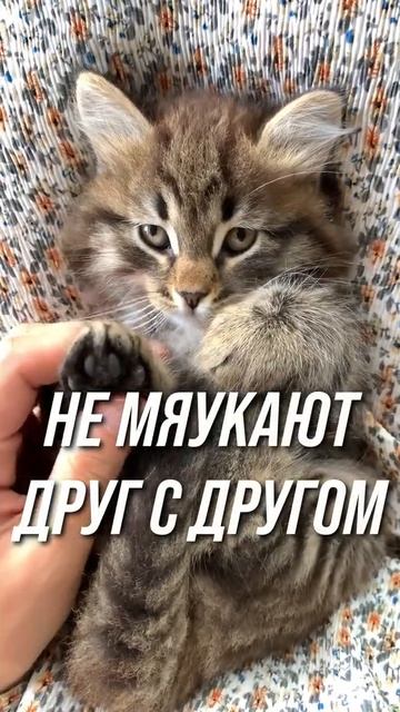 Почему мяукают кошки