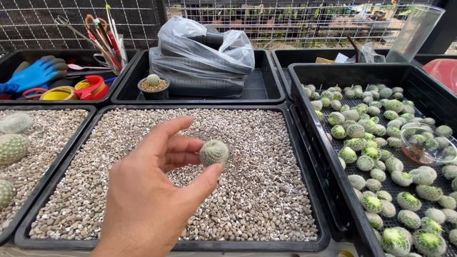 ชำหน่อ mammillaria lenta แบบง่ายๆ | 16 วันรากมา | แมมดลนต้า | 6 เมษายน 2563