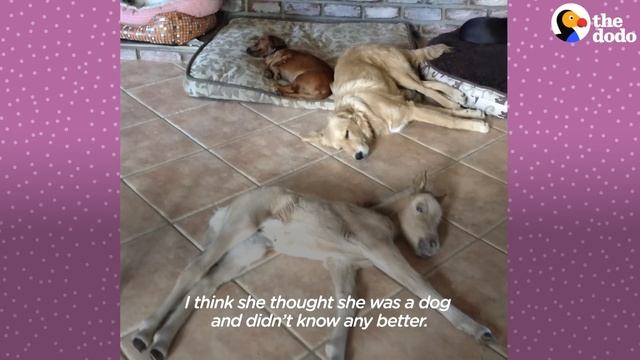 Tiniest Mini Horse Grows Up In A House Full Of Dogs | The Dodo Little But Fierce