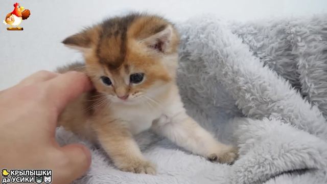 Утята и Цыплята - Кошки и котята (266) Хвостики да Усики ❣️🐥😂