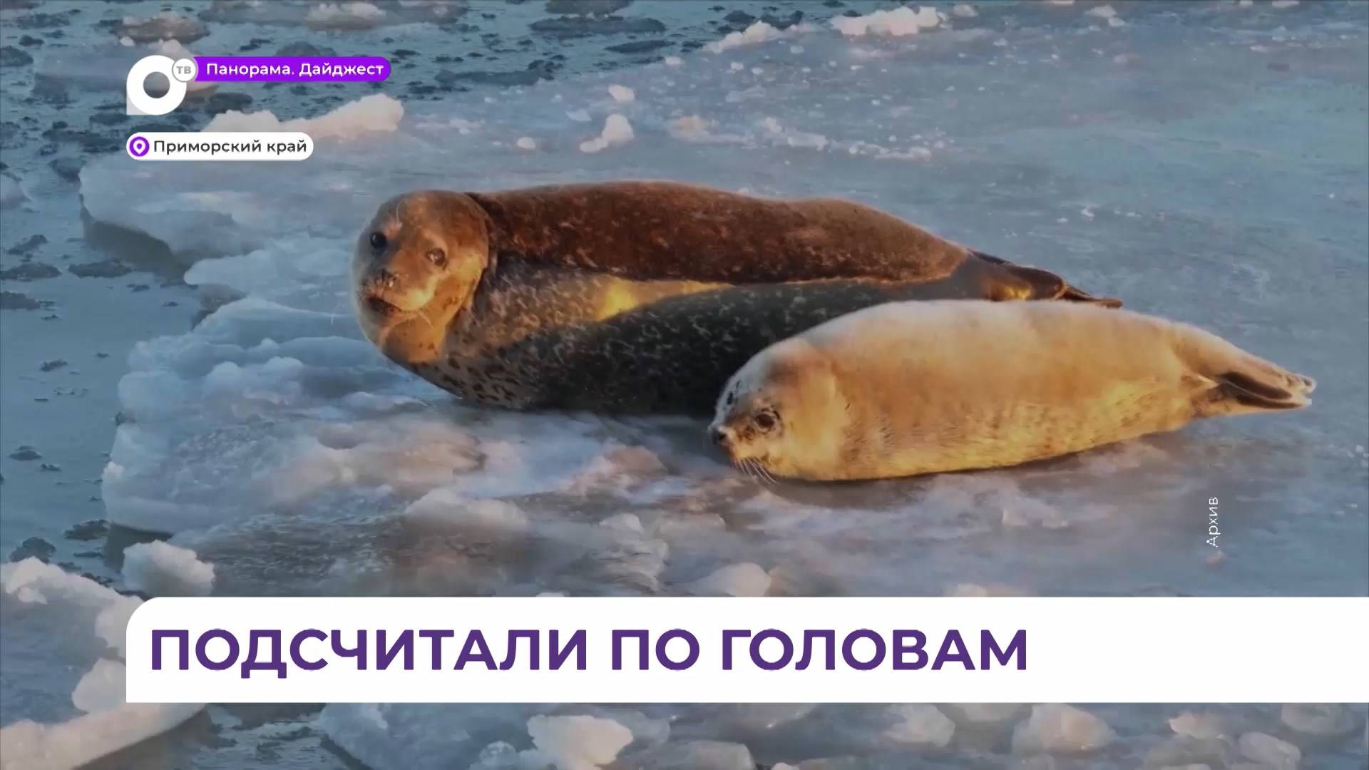 В Дальневосточном морском заповеднике начали подсчитывать ларг