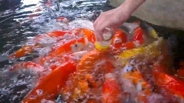 Кормежка рыбы из бутылочки. HuaHin Floating market