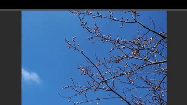 Забытые концерты ОП-25,Концерт 091, ВЕСНА-25 в ОП, муз. исп. Самуил Фрумович