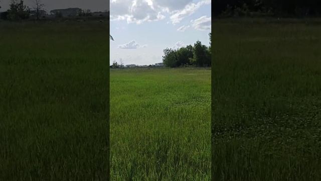 где овцы? мужик приехал косил