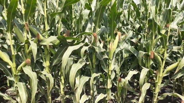 रबी सीजन में सबसे ज्यादा पैदावार देने वाली मक्का कौन सी है? #StarX5 Rabi Season Hiyielding Variety