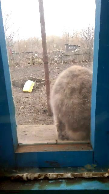 кошка