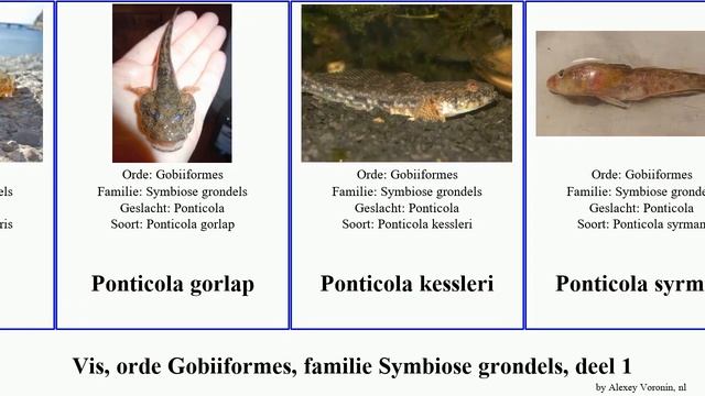 Vis, orde Gobiiformes, familie Symbiose grondels, deel 2 ponticola pomatoschistus proterorhinus