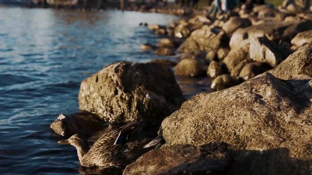 Lake Zurich - A different view