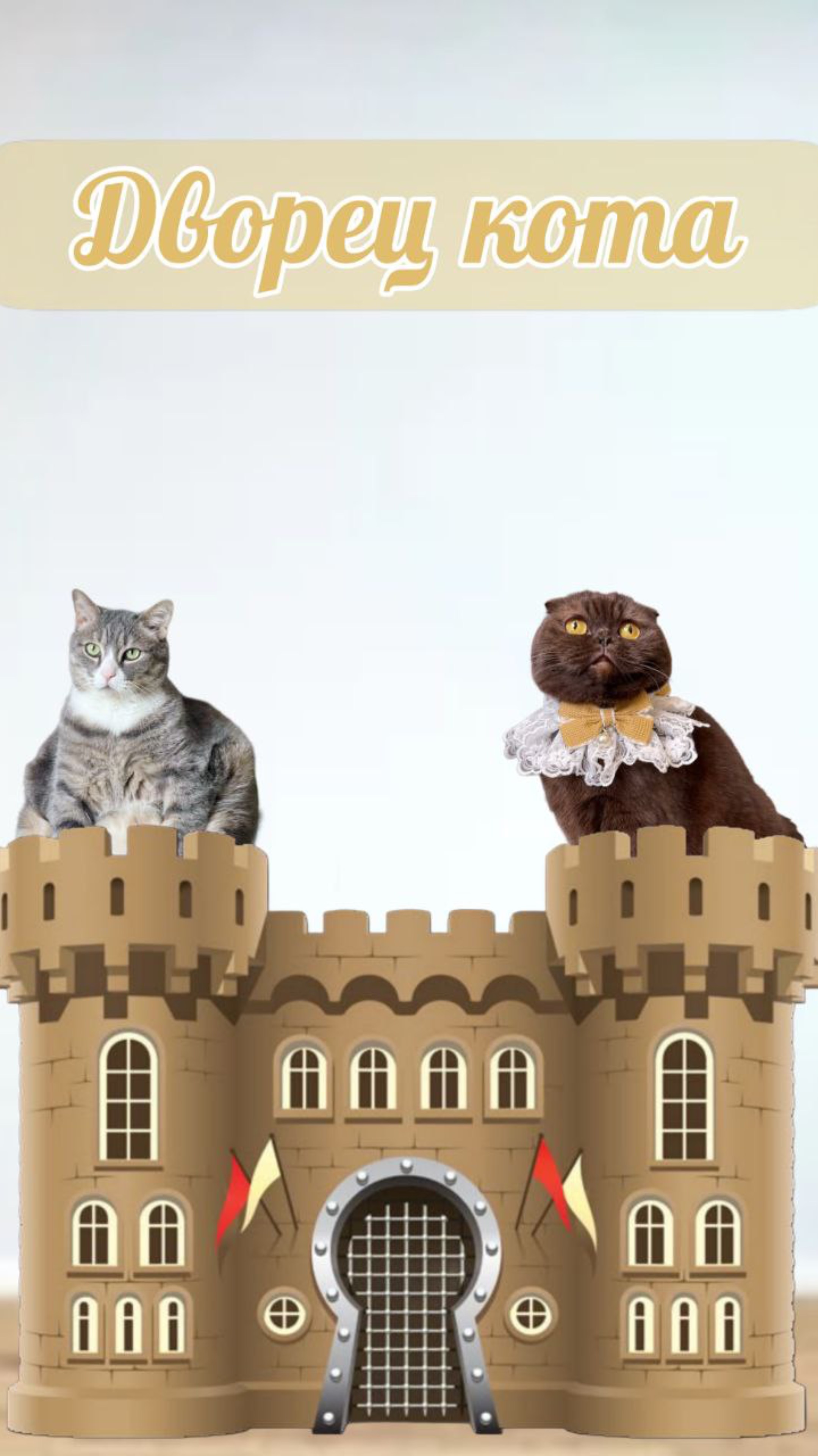 Дворец кота #питомцы