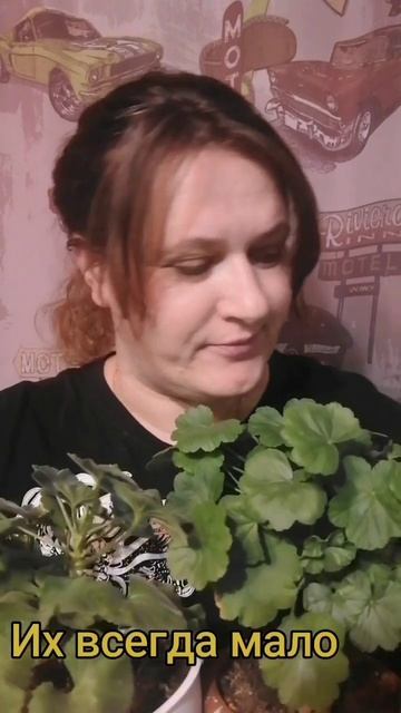 #цветы #герань #подписывайся #врек