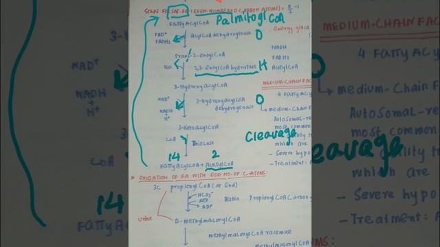 BETA OXIDATION OF FATTY ACIDS PART 1