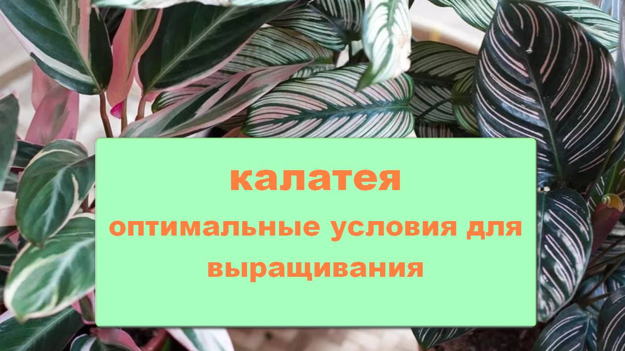 Калатея - оптимальные условия для выращивания