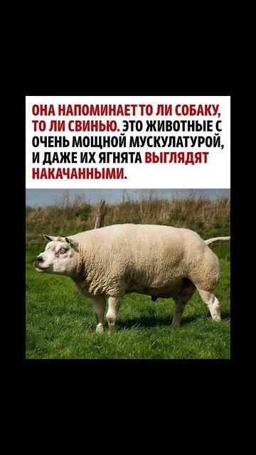 Порода овец белтекс