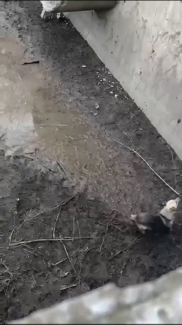 ГЕРОИ СРЕДИ НАС: спасатели вытащили собаку, упавшую в крупный резервуар для дождевой воды.