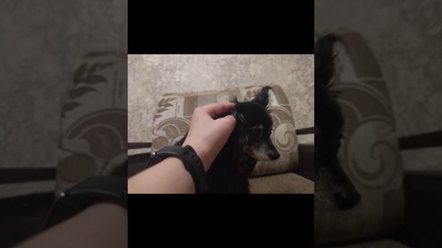 собак