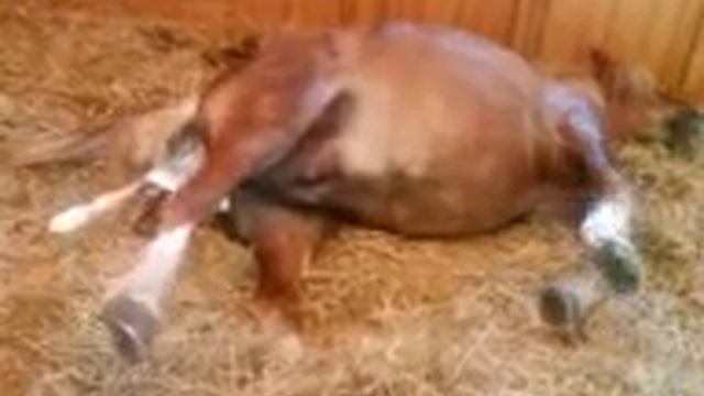 The birth of Petula's Lili