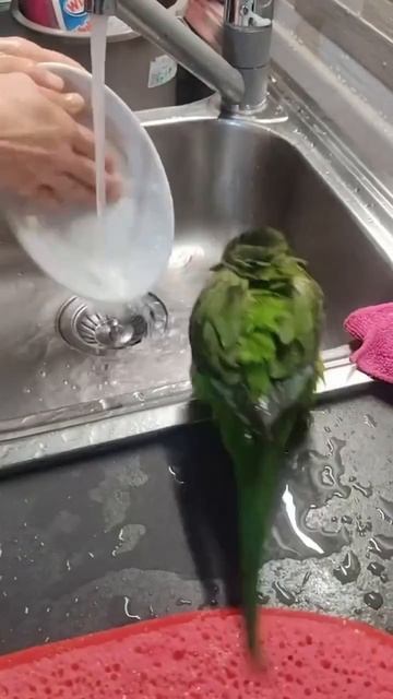 🦜Чистоплотный попугайчик!

А что это вы тут все моете, а мне и в душ заскочить нельзя?