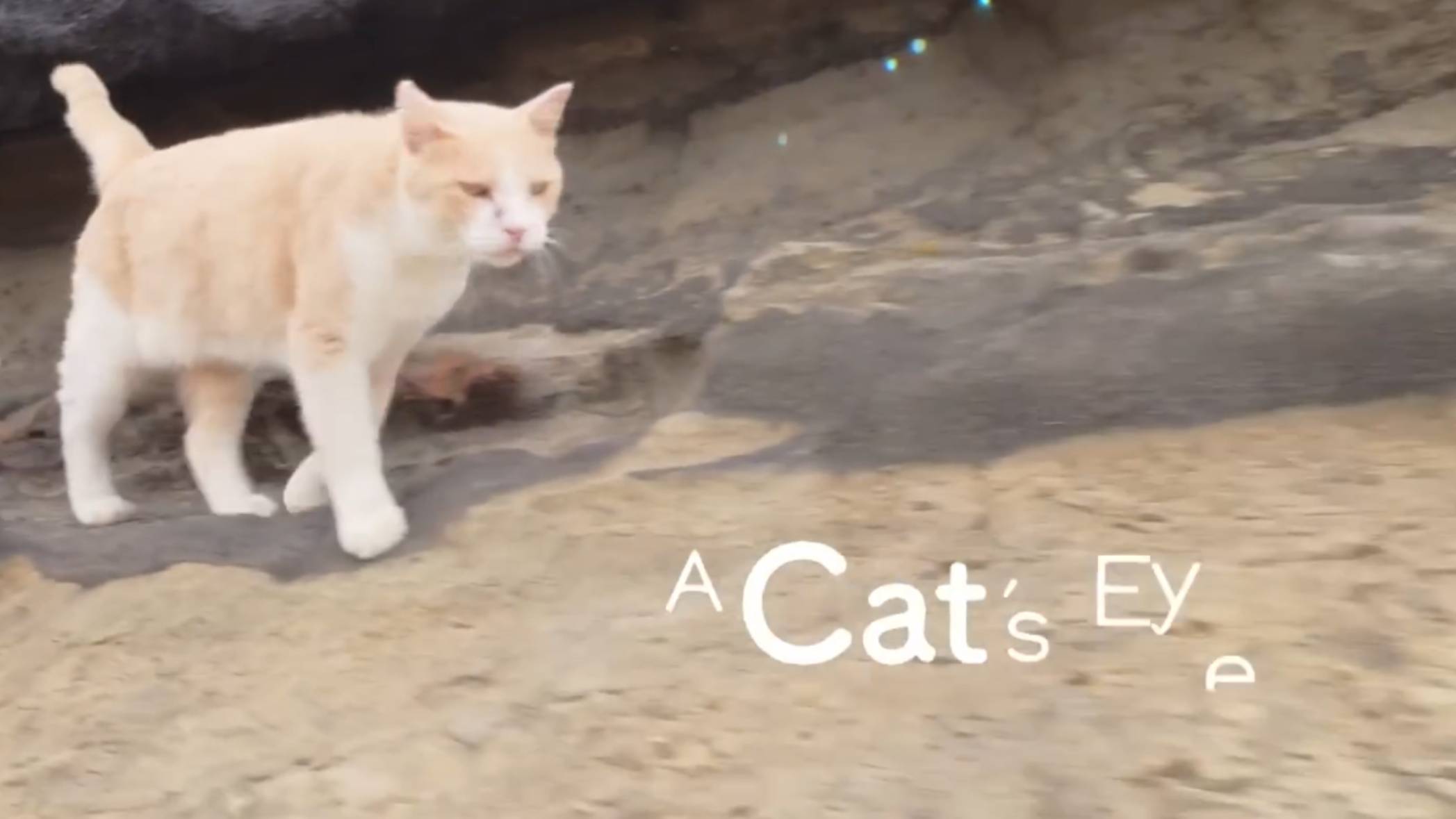 KANAGAWA - Cats eye
