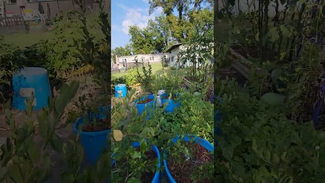 Grow Pumpkins 🎃 on a trellis? It can be done!