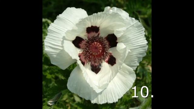 Video 21, Herbaceous Perennials, without names