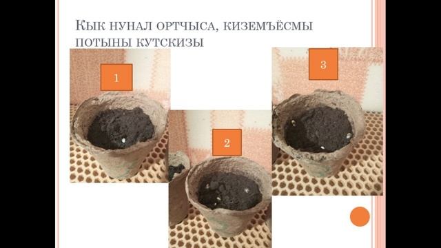 Кызьы ӟеч ву кидыслы будыны юрттэ (Никитина Василиса)