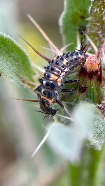 Pulgón capturado! #insects #mariquita #coleoptera #biodiversity