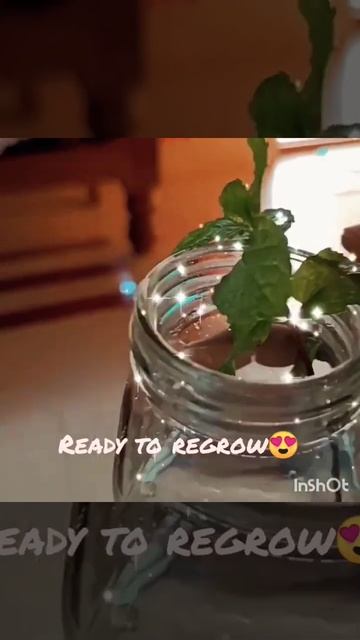 mint plant growing #mint #mintleaves #natural #grow #green #greenscreenvideo