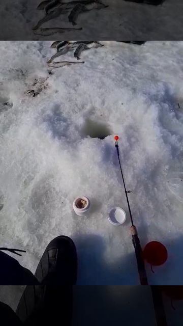 Опять на рыбалку. Сахалин, За чуть более часа 60 рыбин.