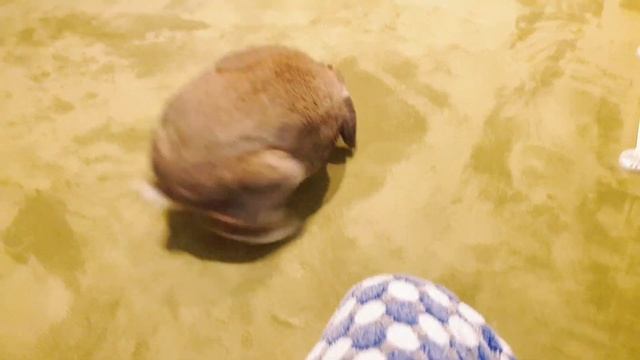 짓궂은 집사의 장난에 놀아주는 착한 토끼/A good rabbit playing with a mischievous butler/やんちゃな執事と遊ぶうさぎ