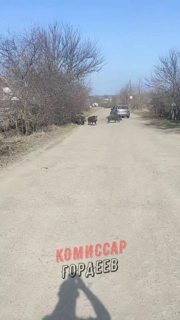 Массовое бегство хохловойск из Курской области🐽