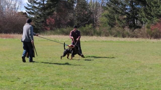 Rottweiler protection training - Freya vh Odoms