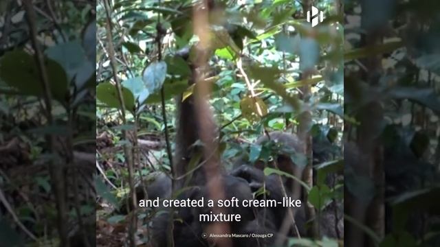 Chimpanzees use insects to treat their wounds