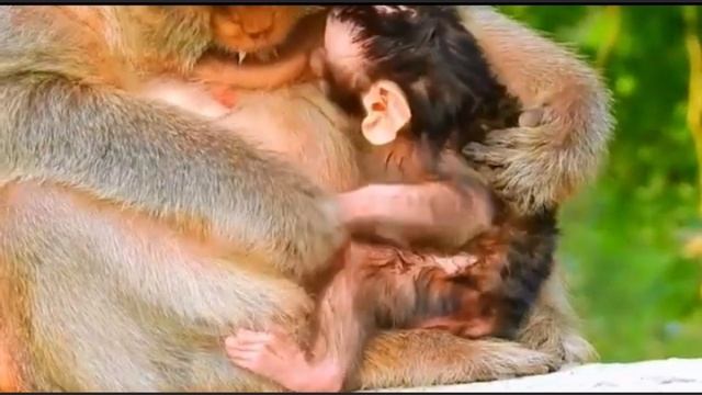 Baby monkey: Первый день с момента рождения   1000038199.mp4