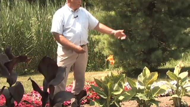Use Cannas for Extra Drama in the Garden