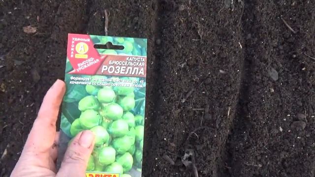 ПЕРВЫЕ ПОСЕВЫ В ТЕПЛИЦЕ