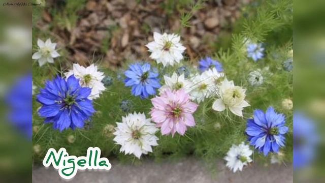 Nama Bunga Awalan Huruf "M N O P"