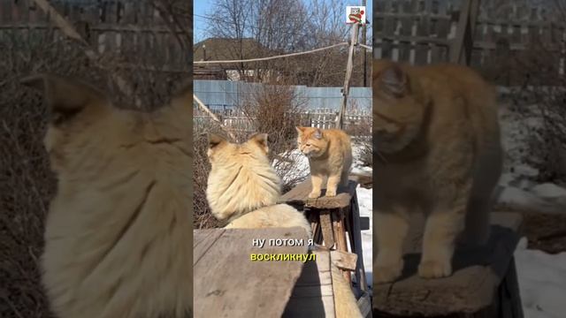 Бакс недавно беседу имел с котом 🐶❤️😽
( стих читает👇)