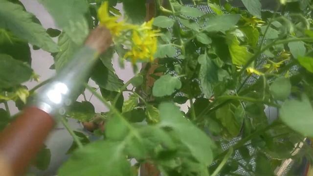 Как опылять помидоры в теплице на гидропонике #ситифермер #гровер #аутдор