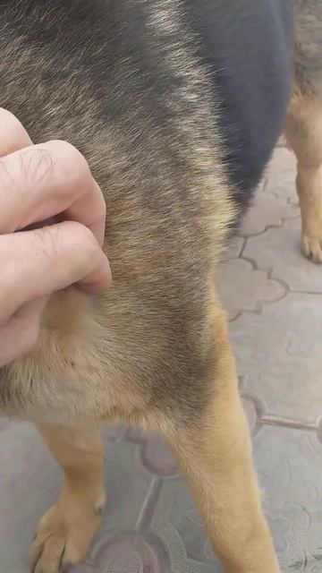 Клещи ползают по собаке.